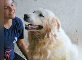 Eskie - aber bitte mit Sahne ins Glück!
