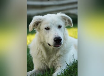 Mulan - eine weiße Herzensbrecherin und ihre drei Schwestern