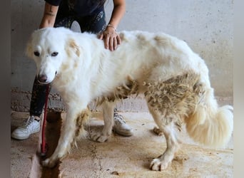 Hadrianus - weiß, es wird einmal ein Wunder gescheh'n
