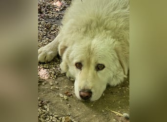 Luke - geboren, um zu schützen...