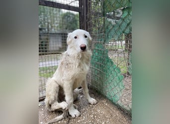 Stardust - Von der Erde zum Mond und zurück....