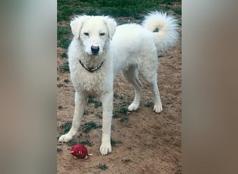 Bullo - weißer Eisbär mit sanfter Seele