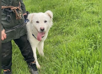 Cornelius - ein junger Rüde mir Herz, Köpfchen und Tatendrang