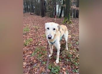 Yannick - SOS- (Dringend Pfflegestelle oder Zuhause gesucht )verloren zwischen Angst und Bindung