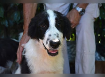 Lambertino - Pünktchen möchte nach Hause