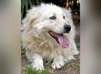 Archimede - sucht freundliche Aufnahme