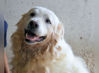 Eskie - aber bitte mit Sahne ins Glück!