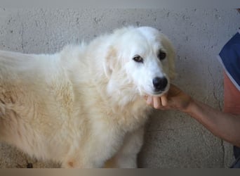 Amaya - So schön und so schrecklich? Amaya - So schön und so schrecklich?