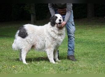 Mathis - mit dem treuen Blick