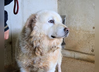 Eskie - aber bitte mit Sahne ins Glück!