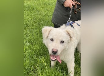 Cornelius - ein junger Rüde mir Herz, Köpfchen und Tatendrang