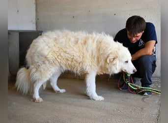 Haigen - SOS - Wenn das Foto zur Anklage wird.