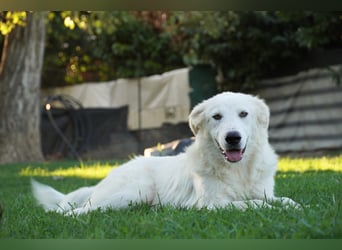 Mulan - eine weiße Herzensbrecherin und ihre drei Schwestern