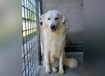 Folquet - Für immer zusammen?