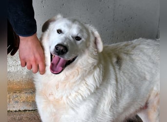 Sallustio - Der Sinn des Lebens