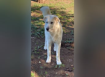 Madea - eine weiße Herzensbrecherin und ihre drei Schwestern