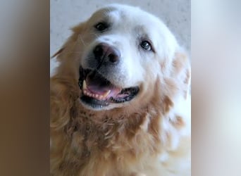 Eskie - aber bitte mit Sahne ins Glück!