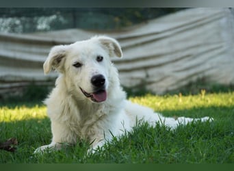 Mulan - eine weiße Herzensbrecherin und ihre drei Schwestern