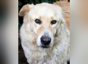 Antiloco - Nur ein Wunsch: endlich nach Hause!