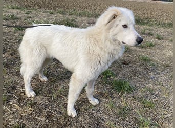 Mulan - Sanfte Präsenz, großes Herz