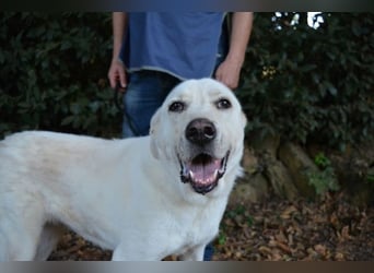 Alisky - XXL Körbchen für sanfte Hundedame gesucht