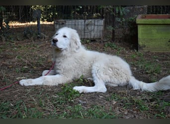 Leofric - Kleiner Löwe hat Großes vor