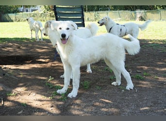 Mona - eine weiße Herzensbrecherin und ihre drei Schwestern