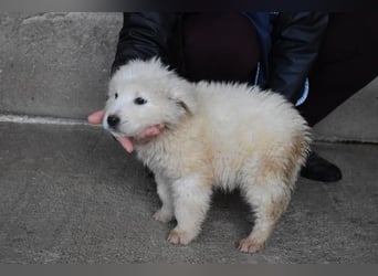 Clyro - Weiß jemand, was aufpassen eigentlich heißt ?