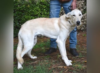 Yannick - SOS- (Dringend Pfflegestelle oder Zuhause gesucht )verloren zwischen Angst und Bindung