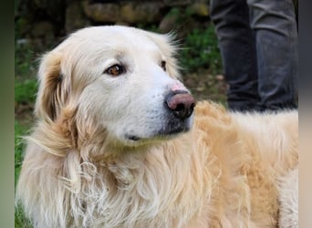 Marble -NOTFALL -  Die Geschichte vom geprügelten Hund