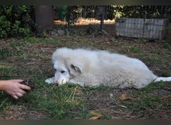 Leofric - Kleiner Löwe hat Großes vor