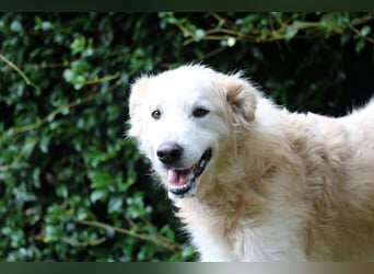 Dominico - Die Stimme des Windes