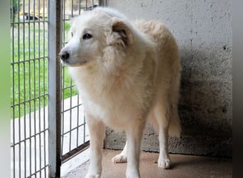 Olivielle- Junge Dame im Bärenmantel