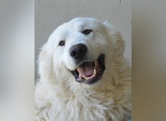 Leverett - Ich sehe was, was du (noch) nicht siehst!