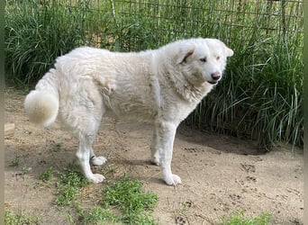 Sindbad - Zwischen Vorsicht und Vertrauen