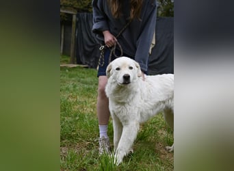 Boss - Wenn ein Name täuscht und ein Herz gewinnt