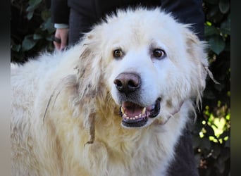 Balvin - Andere schauen bis zum Horizont