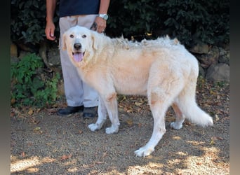 Makeen - es ist die Ohnmacht.....