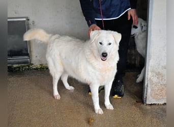 Sallustio - Der Sinn des Lebens