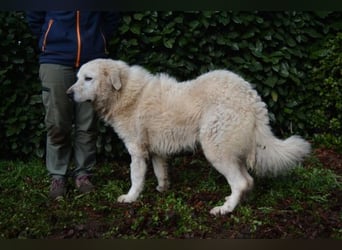 Gherardo - Ein Adler bleibt ein Adler...