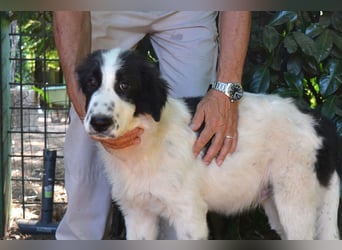 Lambertino - Pünktchen möchte nach Hause