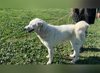 Mira - eine weiße Herzensbrecherin und ihre drei Schwestern