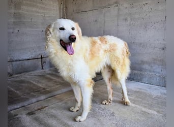 Folquet - Für immer zusammen?