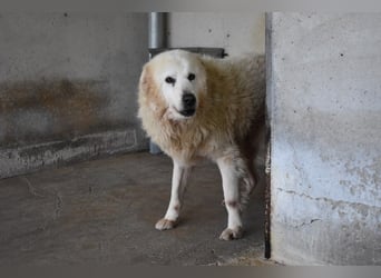 Daigle - "Tauschen Sie den Rest Ihres Zögerns gegen den Rest meines Lebens!"