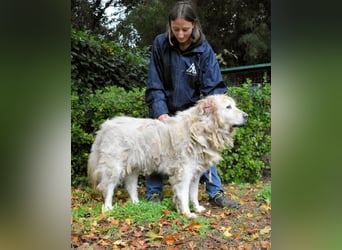 Akamu - Sucht seinen passenden Deckel