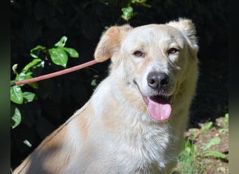 Antiloco - Nur ein Wunsch: endlich nach Hause!