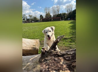 Cornelius - Woher soll er es können?