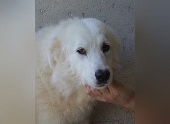 Amaya - So schön und so schrecklich?