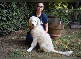 Leofric - Kleiner Löwe hat Großes vor