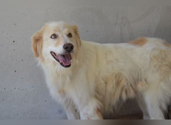 Pratheep - Vom Clan der Fussel - Pfoten